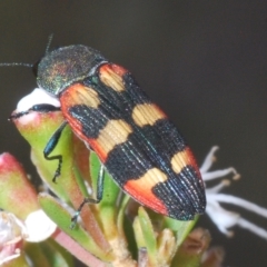 Castiarina sexplagiata (Jewel beetle) at Tinderry, NSW - 16 Feb 2023 by Harrisi