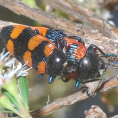 Castiarina thomsoni (A jewel beetle) at Tinderry, NSW - 16 Feb 2023 by Harrisi