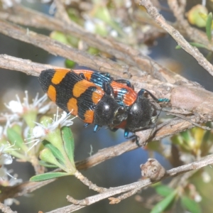 Castiarina thomsoni at Tinderry, NSW - suppressed