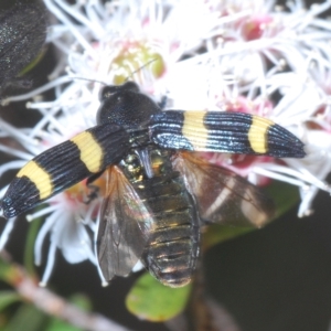 Castiarina bifasciata at Tinderry, NSW - suppressed