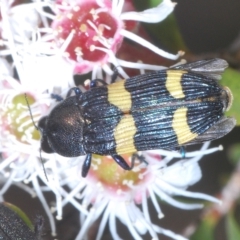 Castiarina bifasciata at Tinderry, NSW - 16 Feb 2023