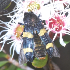 Castiarina bifasciata at Tinderry, NSW - 16 Feb 2023