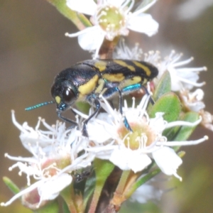 Castiarina octospilota at Tinderry, NSW - 16 Feb 2023