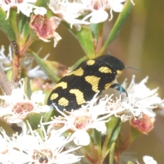 Castiarina octospilota at Tinderry, NSW - 16 Feb 2023