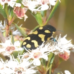 Castiarina octospilota at Tinderry, NSW - suppressed