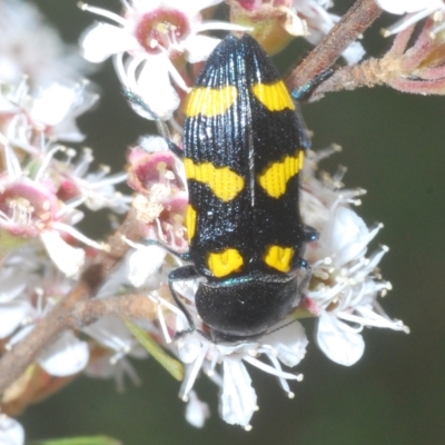 Castiarina australasiae (A jewel beetle) at Tinderry, NSW - 16 Feb 2023 by Harrisi