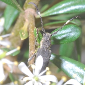 Pempsamacra pygmaea at Tinderry, NSW - 16 Feb 2023 01:58 PM