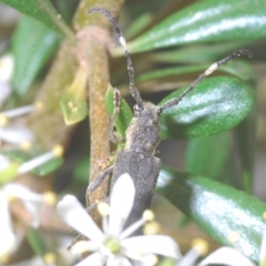Pempsamacra pygmaea (Longhorn beetle) at Tinderry, NSW - 16 Feb 2023 by Harrisi
