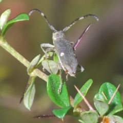Pempsamacra pygmaea at Tinderry, NSW - 16 Feb 2023