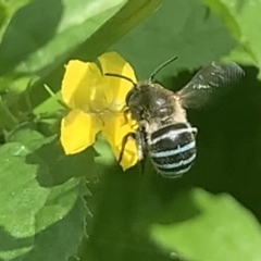 Amegilla sp. (genus) at Dulwich Hill, NSW - suppressed