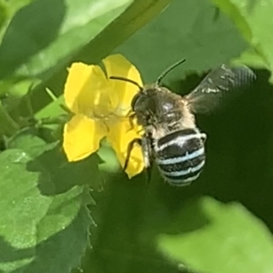 Amegilla sp. (genus) at Dulwich Hill, NSW - 19 Feb 2023