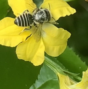 Megachile (Eutricharaea) serricauda at Dulwich Hill, NSW - 19 Feb 2023