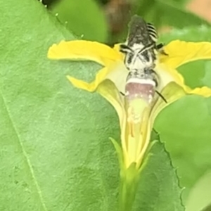 Megachile (Eutricharaea) serricauda at Dulwich Hill, NSW - 19 Feb 2023