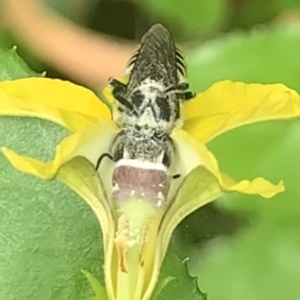 Megachile (Eutricharaea) serricauda at Dulwich Hill, NSW - 19 Feb 2023