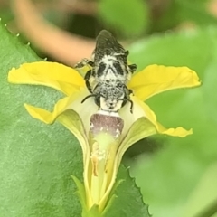 Megachile (Eutricharaea) serricauda at Dulwich Hill, NSW - suppressed