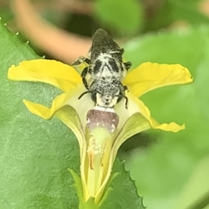 Megachile (Eutricharaea) serricauda at Dulwich Hill, NSW - suppressed