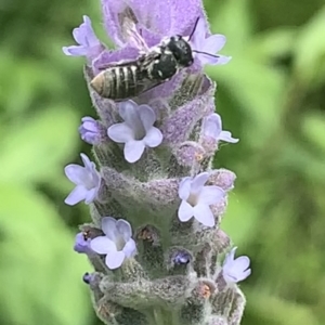 Megachile apicata at Dulwich Hill, NSW - suppressed