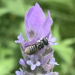 Megachile apicata at Dulwich Hill, NSW - suppressed