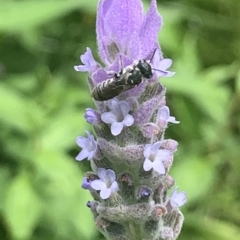 Megachile apicata at Dulwich Hill, NSW - 19 Feb 2023