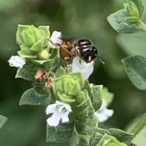 Exoneura sp. (genus) at Dulwich Hill, NSW - 18 Feb 2023