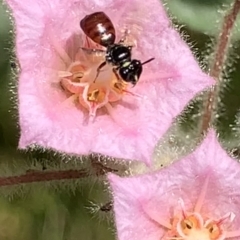 Exoneura sp. (genus) (A reed bee) at Dulwich Hill, NSW - 18 Feb 2023 by JudeWright