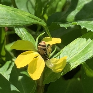 Lipotriches (Austronomia) phanerura at Dulwich Hill, NSW - 18 Feb 2023