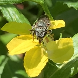 Lipotriches (Austronomia) phanerura at Dulwich Hill, NSW - 18 Feb 2023 11:32 AM