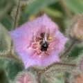 Exoneura sp. (genus) at Dulwich Hill, NSW - 18 Feb 2023
