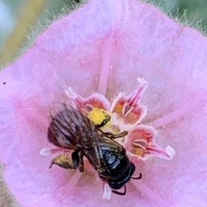 Exoneura sp. (genus) at Dulwich Hill, NSW - 18 Feb 2023