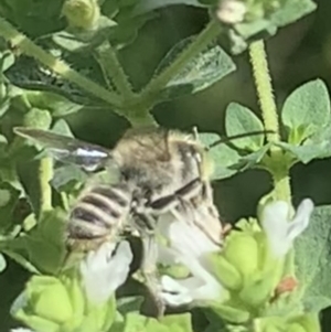 Megachile (Eutricharaea) serricauda at Dulwich Hill, NSW - 19 Feb 2023