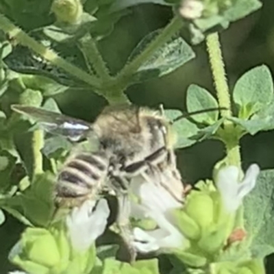 Megachile (Eutricharaea) serricauda (Leafcutter bee, Megachilid bee) at Dulwich Hill, NSW - 19 Feb 2023 by JudeWright