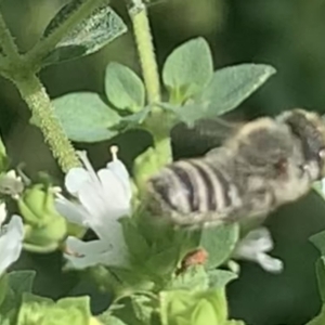 Megachile (Eutricharaea) serricauda at Dulwich Hill, NSW - 19 Feb 2023