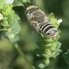 Megachile (Eutricharaea) serricauda at Dulwich Hill, NSW - 19 Feb 2023