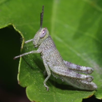 Unidentified Grasshopper (several families) at Wellington Point, QLD - 29 Jan 2023 by TimL