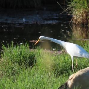 Ardea plumifera at Fyshwick, ACT - 19 Feb 2023