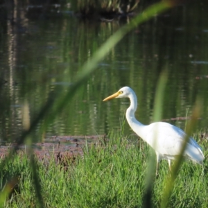 Ardea intermedia at Fyshwick, ACT - 19 Feb 2023