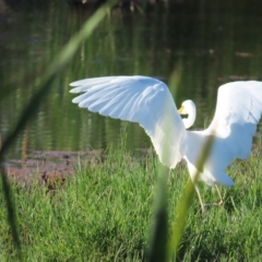 Ardea plumifera at Fyshwick, ACT - 19 Feb 2023