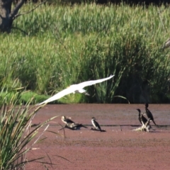 Ardea intermedia at Fyshwick, ACT - 19 Feb 2023