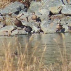 Malacorhynchus membranaceus (Pink-eared Duck) at Fyshwick, ACT - 19 Feb 2023 by TomW