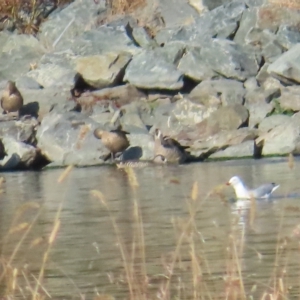 Malacorhynchus membranaceus at Fyshwick, ACT - 19 Feb 2023