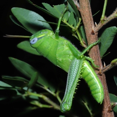 Unidentified Grasshopper (several families) at Wellington Point, QLD - 28 Jan 2023 by TimL