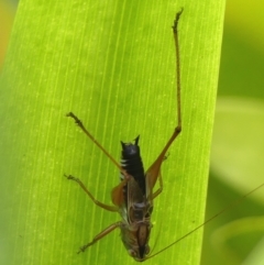 Conocephalus semivittatus (Meadow katydid) at Braemar, NSW - 19 Feb 2023 by Curiosity