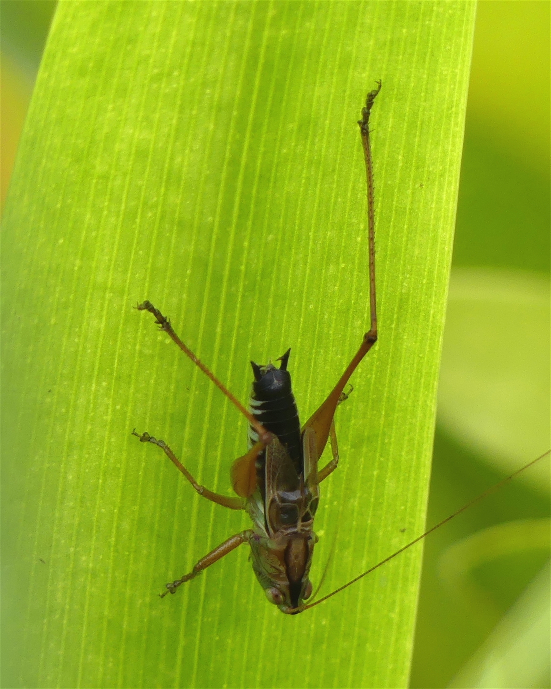 Conocephalus semivittatus at Braemar, NSW - 19 Feb 2023 04:56 PM