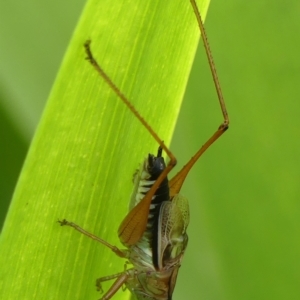 Conocephalus semivittatus at Braemar, NSW - 19 Feb 2023