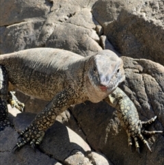 Varanus rosenbergi (Heath or Rosenberg's Monitor) at Cotter River, ACT - 20 Feb 2023 by RangerRiley