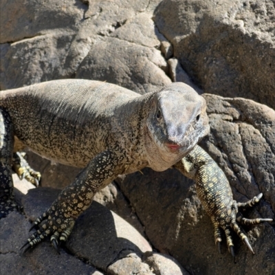 Varanus rosenbergi (Heath or Rosenberg's Monitor) at Lower Cotter Catchment - 19 Feb 2023 by RangerRiley