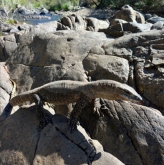 Varanus rosenbergi at Cotter River, ACT - suppressed