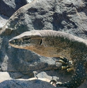 Varanus rosenbergi at Cotter River, ACT - suppressed