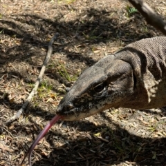 Varanus rosenbergi at Cotter River, ACT - suppressed