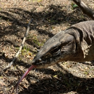 Varanus rosenbergi at Cotter River, ACT - 20 Feb 2023